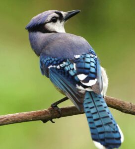 blue jay meaning