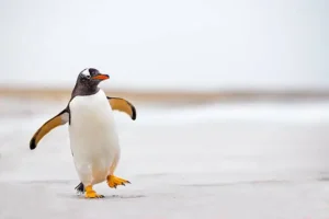 Penguin Batman
