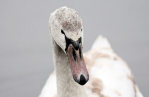 Swan Miami