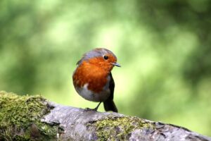 robin bird
