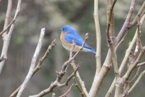 Bluebird Login