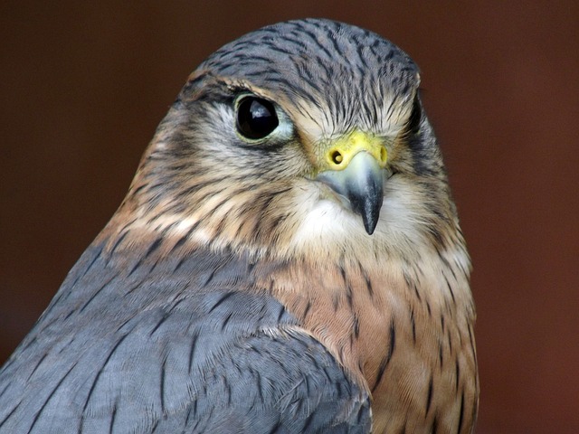 Merlin Bird