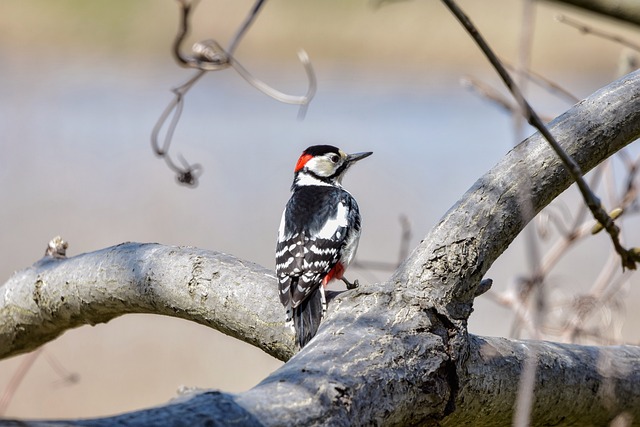 Woodpecker Bird: A Fascinating Species of Nature