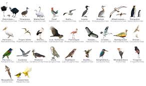 How Many Species of Birds Are? - Exploring Avian Biodiversity